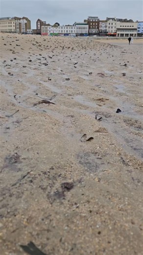 An old shipwreck has been exposed on Margate Beach ! . Over two metres of sand has been washed away to reveal the old timbers that show the wooden pegs used in boat manufacturing called treenails (or sometimes trenails, trennels, or trunnels). This method of fastening timber has been used for centuries, dating back at least to ancient Egyptian times and likely the Neolithic period (over 7000 years ago), this ended in around 1850 when copper nails were introduced so its old but unknown how old or
