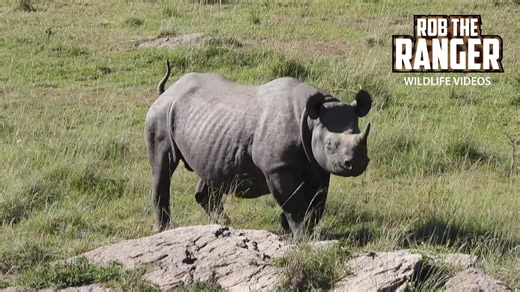 Black rhino moves powerfully across Maasai Mara safari