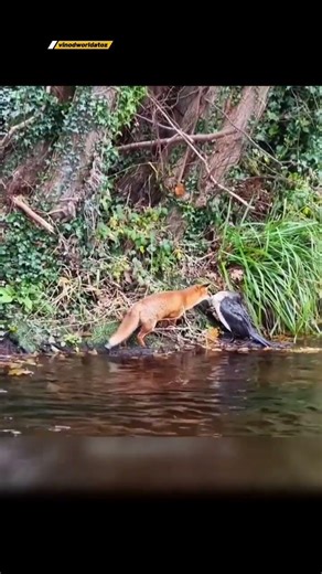Fox Attacks Sleeping Bird 🤫| #shorts #fox #birds #nature