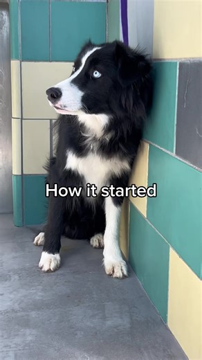 Frankie, this is your forever story 🩵 There are dogs you foster. And then there are dogs who quietly rewrite your entire life while you’re not paying attention. Frankie was labeled “aggressive.” In reality, he was absolutely terrified. When Frankie came to the shelter, he was fearful, matted, and underweight. When people approached him, barked, growled, showed his teeth, not out of malice, but out of panic. His fear was so overwhelming that he would pee, defecate himself, cower in the corner, a