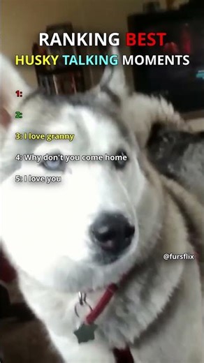 Best Husky Talking
