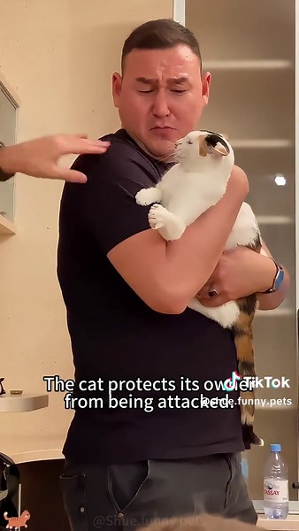 My Cat, My Guard😼#cat#funny#fyp#foryou#pet | cat videos