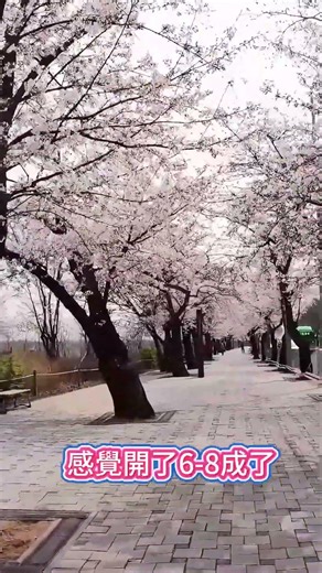 汝矣島的櫻花也開了雖然29號才開但跟石村湖水公園一樣在趕進度31號體感開6-8成了大家可以趁平日人不多,過來走走歐