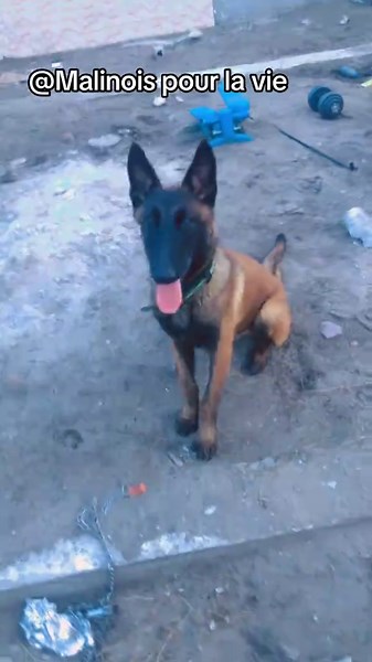 #dressage chien 🐶 #obéissance chien #pourtoi #malinoisoftiktok #esprit de la meute toujours ☺️😊🐕💪🔥👍🥰🥰🥰🥰@Kennels dog academy
