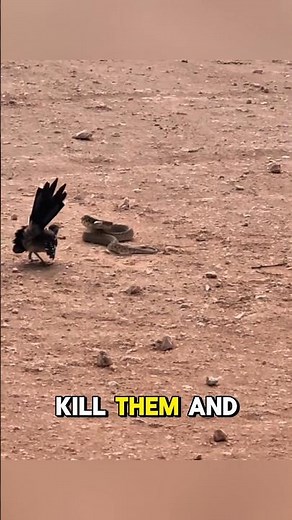 Roadrunner Bird Facts | One of the Fastest Running Birds in the World #reels #facts