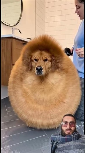 吹風機太強把狗狗吹到臉變形！Dog Face Distortion Blowdryer😂🐶#shorts #funnydog #petfails #lol #comedy