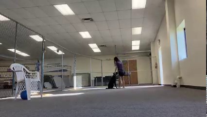 Loki learning how to heel on his walking tool | The Dog Wizard | Facebook