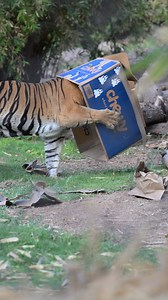 2.2M views · 93K reactions | Have you ever seen a tiger have catnip zoomies?!  Over 10 million people saw Joanne playing with her box, including our friends over at Chewy! Thank you, Chewy , for providing Joanne with new enrichment, including her favorites: a box and LOADS of catnip. They also sent our keepers a care package too!! We have an unboxing video coming soon  | Phoenix Zoo | Facebook
