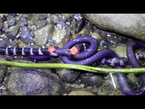 Two coral snakes recorded battling for prey in a scientific first