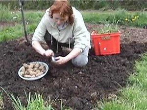Earthing up your potatoes - Claire's Allotment part 26