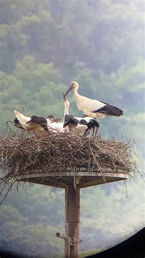 おはようございます。ヒナたちが親鳥からエサをもらっています。祥雲寺巣塔のヒナ、もうすぐ巣立ちです。#コウノトリ文化館 #コウノトリ #豊岡市 #豊岡観光