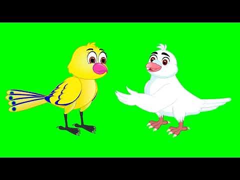 Cartoon bird animation green screen | no copyright