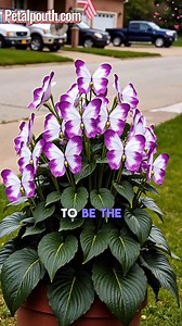 🦋 Butterfly Bush Seeds 👉 https://reurl.cc/YkRY74 🌿 Long, colorful blooms 🦋 Attracts butterflies & pollinators 🌞 Loves full sun, easy to grow 🌱 Great for home gardens & backyards 👉 Start growing today and enjoy a lively garden #ButterflyBush #ButterflyGarden #PollinatorPlants #FlowerSeeds #GardenLovers #HomeGarden #EasyToGrow #BackyardFlowers | Petalpouch