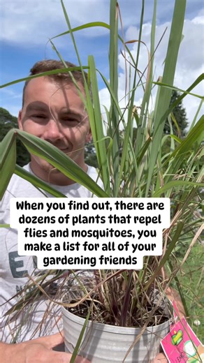 78K views · 866 reactions | These are my 5 Favorite plants to repel...