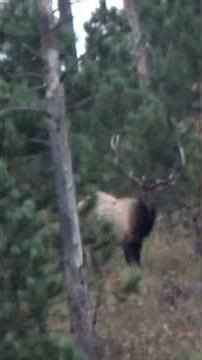 Sweet club bull in a rainstorm! #elkhunting #elk #buckstorm #hunting