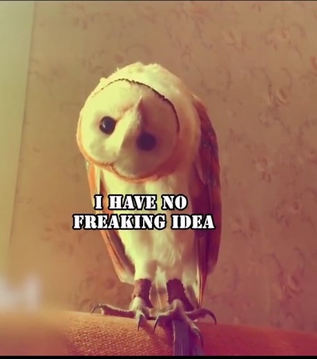 Funny Derpy Owls Compilation