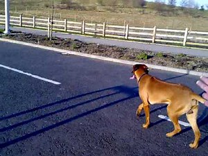 rhodesian ridgeback jumping fence... again!