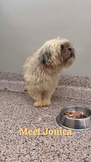 Rescue Update: Jonica’s Journey of Healing Meet Jonica, a four-year-old Lhasa Apso whose life took a hopeful turn just after Christmas. Saved from an imminent and unjust end on New Year’s Eve, Jonica arrived at NMDR bearing the scars of her past—fearful, defensive, and reluctant to trust. Her first days were marked by snarls and snaps, a clear sign of her fear from years of mistreatment. Recognizing her pain, our team took immediate action. Under sedation, we carefully removed the painful mats t