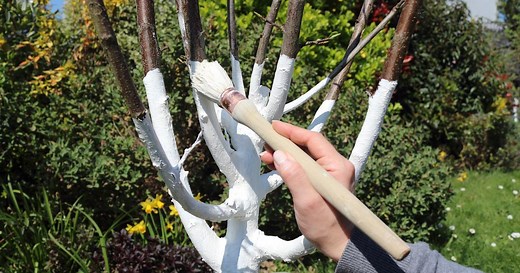 Chaux dans le jardin : quand et comment l’utiliser ?