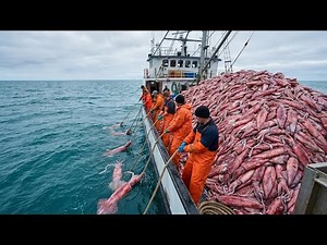 Shocking Night Squid Harvest: 12 TONS in One Run ($1,000,000?)