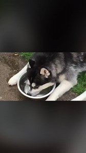 5.8K views · 218 reactions | Here’s a doggo blowing bubbles. 13/10 would watch it on repeat | Dog Feelings | Facebook