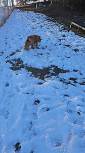 24K views · 4.2K reactions | Silly Sunday with Dixie fox 力 | Saveafox Corporation | Facebook