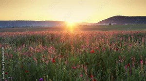 Spring sainfoin flowers in meadow. Beautiful video nature landscapes.