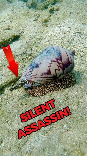 The Most Venomous Snail Deadlier Than A Snake #shorts