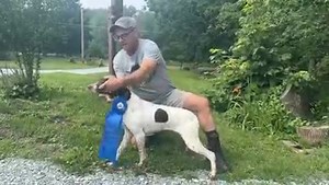 8.4K views · 112 reactions | Training Tip Video: Posing a dog for a winning 磊 picture! #proplansportingdogs #fieldtrials #englishpointer #midnightkenneltrainingtips | Midnight Kennel | Facebook