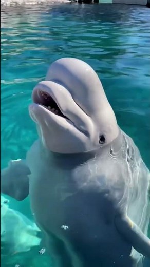 Beluga whale vocalization!