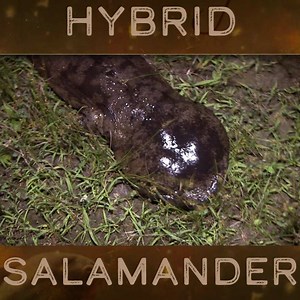 62K views · 1.1K reactions | The introduction of Chinese salamanders to Japanese waters has resulted in a new hybrid species due to interbreeding. Jeremy is able to get his hands on one. #RiverMonsters #JeremyWade #Salamander | River Monsters Global | Facebook