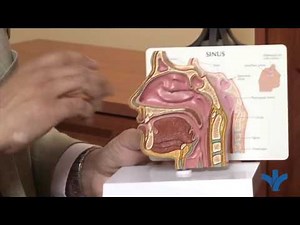 Demonstration of an Oral Appliance