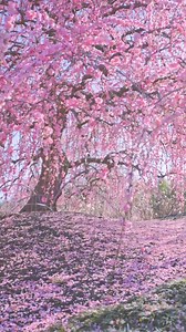 7.9K views · 151 reactions | Experience the beauty of early spring at...