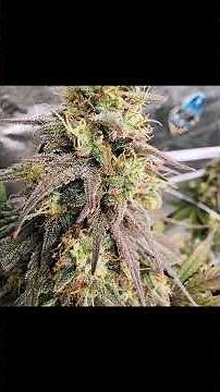 Autoflower time lapse