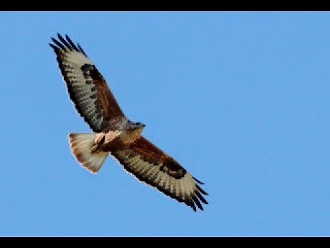 Long-legged buzzard in flight (Buteo rufinus) Αετογερακίνα - Cyprus