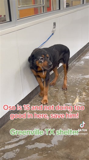 176K views · 2.8K reactions | REACUED BY PEPS PALS RESCUE ❤️ Cage 6...