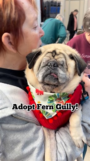 Pug Rescue of Korea on Instagram: "Fern Gully has come so far 🥹😭🥰. We rescued him completely emaciated and literally days from death. He was blind and in such sad shape. We put some meat on his bones, worked on rehabbing him and getting him healthy then flew him to the US in January 2025, where @pughotel has been fostering him and showing him love in so many different ways. We ended up surgically removing his eyeballs — the best move we could make for him. He had been in pain for so long that