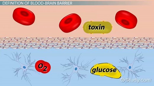 Blood-Brain Barrier | Definition, Function & Structure