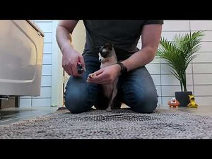 The Ultimate Cat Nail Trimming Tutorial - Featuring the Chillest Cat Ever! 🙀