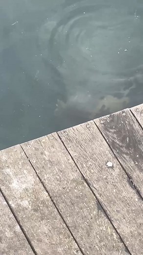 I’ll just be here awaitin’ under the wharf in case something falls off a bait basket… | Harbor Fish Market