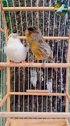 137K views · 3.1K reactions | Gloster 諸☘️ | Canary Love Brasil | Facebook