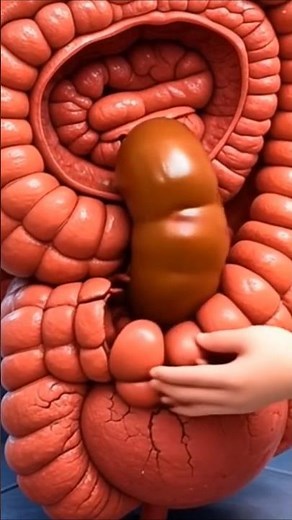 Funny 3D Animation Educational digestive system in action