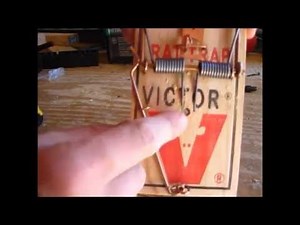 How to Make a Squirrel Trap