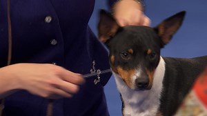 2022 NDS: Rat Terrier