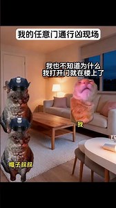 #猫meme #搞笑 #表情包