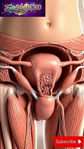Essential Facts: Pelvic Floor Muscles Explained in 3D | Female Anatomy Support Animation) #shorts