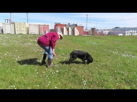 2026-Apr-06 - Cinder - Sue Simeon handling tracking line