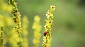 Verbascum thapsus, the great mullein, greater mullein, or common mullein, is a species of mullein native to Europe, northern Africa, and Asia, and introduced in the Americas and Australia.