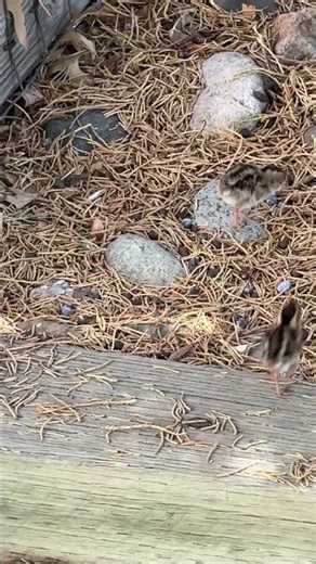 Cat TV 🐈~ Big Leaps for Baby Quail🐣 ~ Birds ~ 4K #baby #birds