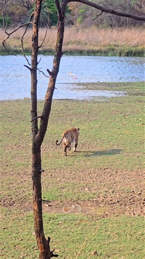 Tiger Chasing Deer at Ranthambhore